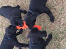 3 girl Black lab/Doberman puppies for adoption Image eClassifieds4u 4