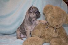 Fantastic Quality English Bulldog Puppies jkj Image eClassifieds4U