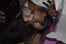 French Bulldogge Pups Available Image eClassifieds4U