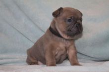 Nice French Bulldogs Image eClassifieds4U