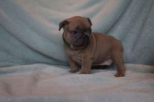 Quality French Bulldogs Image eClassifieds4U