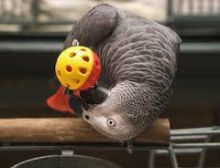 Tame and friendly African Grey Parrots available for new home Image eClassifieds4U
