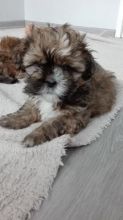 Very Playful Shih Tzu Puppies for Rehome Image eClassifieds4U
