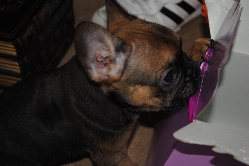 Playful French Bulldog Puppy for rehome Image eClassifieds4u