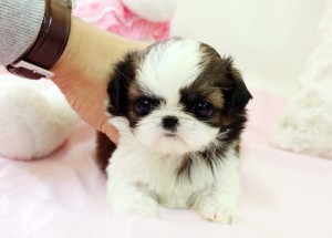 shih tzu puppies for a lovely home for more information contact me Image eClassifieds4u