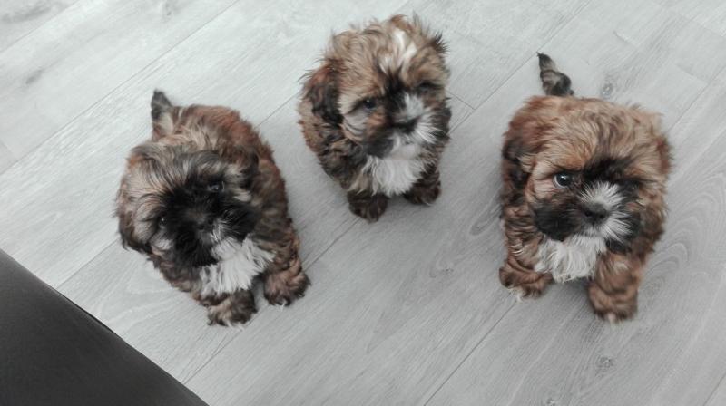 Shih Tzu Puppies for Re-homing Image eClassifieds4u