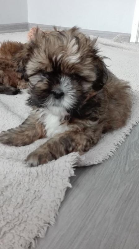 Very Playful Shih Tzu Puppies for Rehome Image eClassifieds4u