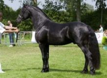 3rd Level IMPORTED Friesian Gelding for Adoption