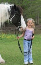 Gypsy Vanner Horse For Sale/Adoption