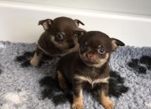 Adorable Chihuahua Puppies