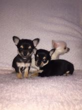 Adorable Tiny Chihuahua Puppies xxxx