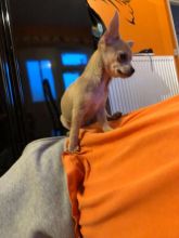 Beautiful Tiny Chihuahua Puppies - 200.00 CA$