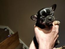 Beutifull Chihuahua Puppies for Rehoming