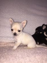 Charming Teacup Chihuahua Puppies Available