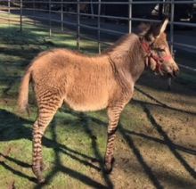 Cheap male zebra horse for a new home now!!!!