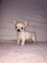 CHIHUAHUA NEEDS NEW HOME ASAP