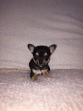Chihuahua Puppies for rehome (10 Weeks) - 300.00 US$