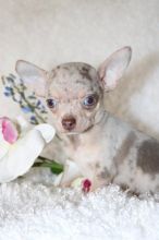 Chihuahua Puppies Ready for Adoption