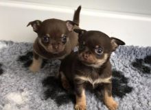 Chihuahua Puppy