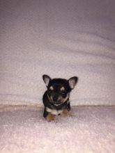 CHIHUAHUA PUREBRED REGISTERED PUPPIES( TEACUP SIZES)
