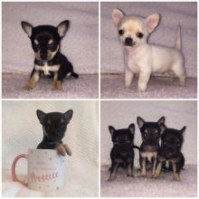 Cute Chihuahua Puppies for Adoption hbnv