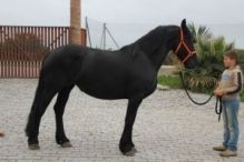 Extremely loving and kind natured Friesian horse available