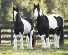 Gypsy vanner /fresian horses for adoption