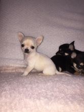 Gorgeous Chihuahua Puppy Available