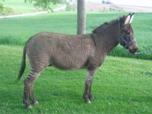 Gorgeous mare and yielding Zebra Horse for free adoption to good loving and caring homes.