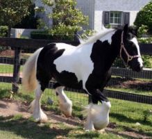 Gypsy Stallon Horse