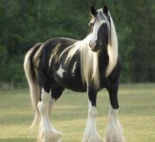 Gypsy Vanner Horse 4 Sale