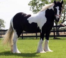Gypsy Vanner Horses for Adoption vvcdd