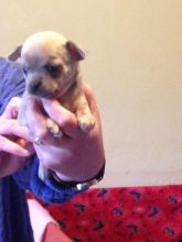 Healthy Registered Chihuahua Puppies