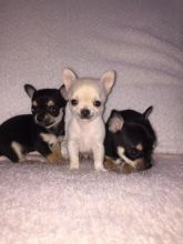 Jovial Chihuahua Puppies