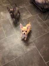 Longhaired Chihauhua Pups For