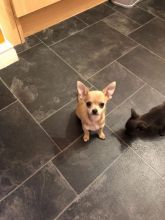 Longhaired Chihuahua Pups for rehome