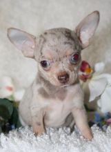 Lovely and Very Charming Chihuahua Puppies