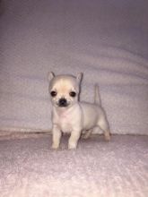 our cute female chihuahua puppies.10weeks old and weighs 1.1 ibs. Litter trained,