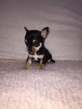 Oustanding Small Size Chihuahua Puppies