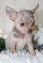 Pure breed chihuahua puppy for adoption