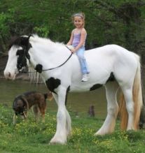 Reg. Gypsy Vanner, Mare for adoption klm