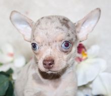 registered male and female Chihuahua puppies for adoption
