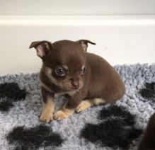 Small Chihuahua