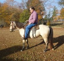 Smart & Brilliant Horse (Male and Female) For Sale (Quarter Horse)