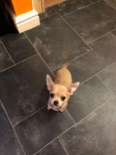 Stuning Chihuahua puppies