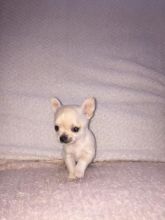 Super Cute Chihuahua Puppies for Adoption