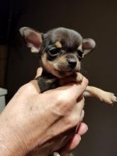 TEACUP CKC Chihuahua Puppies