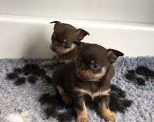 Top Quality Male and Female Teacup Chihuahua Pups