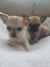 Two Two Chihuahua Pups Available Now Pups Available Now