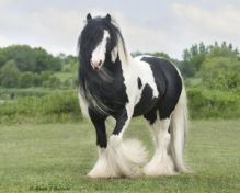 well behaved Gypsy stallion with a quiet and gentle temperament